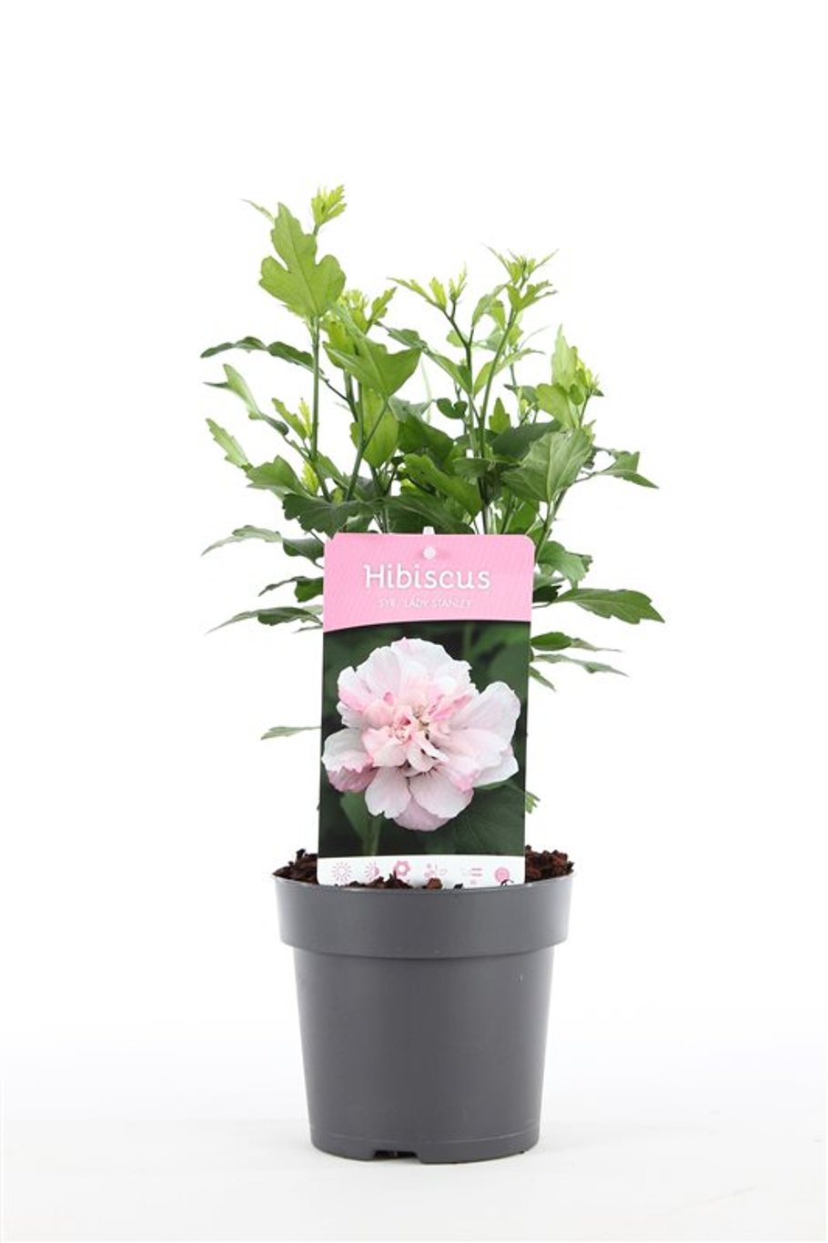 Hibiscus syr. 'Lady Stanley' - C1,5